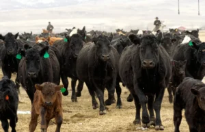Rebanho bovino americano encolhe devido à seca prolongada A seca nos EUA limita a expansão do rebanho bovino americano e afeta o mercado de carne, causando alta nos preços.