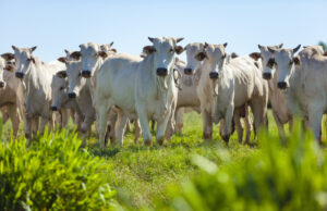 Queda do Valor Bruto da Agropecuária do Brasil é projetada para 2024 O Valor Bruto da Agropecuária do Brasil deve cair 1,9% em 2024, impactando a soja e a produção agrícola, mas com crescimento na pecuária.