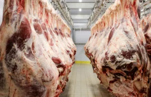 Exportações de Carne Bovina In Natura Crescem 30,4% em Novembro Brasil exporta 73,52 mil toneladas de carne bovina in natura em novembro, crescimento de 30,4%. Recorde histórico em outubro com 270 mil toneladas.