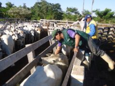 Goiás avança como zona livre de febre aftosa sem vacinação Estado de Goiás mantém vigilância sanitária e busca aprovação da OMSA como zona livre de febre aftosa sem vacinação.