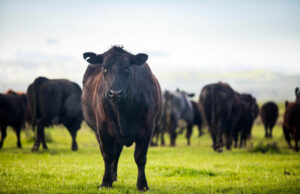 Produção de carne bovina sofre impacto com queda no rebanho Previsão de queda no rebanho bovino global para 2025 pode impactar a produção de carne e impulsionar exportações brasileiras.