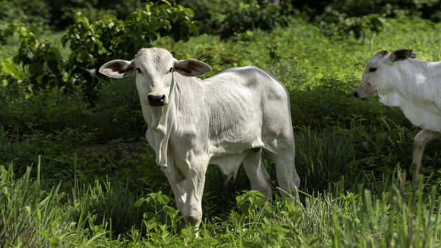Valor do bezerro sobe 9,44% no MS em novembro, refletindo o otimismo do setor. Saiba como está o mercado pecuário.