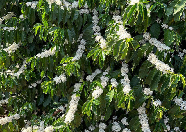 Polinização com abelhas eleva produção e qualidade do café no Brasil, podendo gerar um aumento de R$ 22 bilhões na receita do setor.