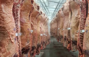 Pecuária: Brasil lidera exportações com arroba valorizada Preços da pecuária brasileira sobem com demanda global em alta, impulsionada por China e EUA. Saiba mais sobre o mercado.