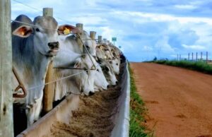 Confinamento em Mato Grosso deve crescer 60% em 2024, aponta Imea Confinamento no Mato Grosso cresce 60%, impulsionado por menores custos. Projeção do Imea marca recorde histórico de bovinos em 2024.