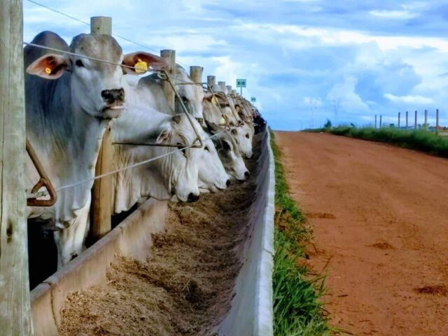 criar-gado-confinado Confinamento no Mato Grosso cresce 60%, impulsionado por menores custos. Projeção do Imea marca recorde histórico de bovinos em 2024.