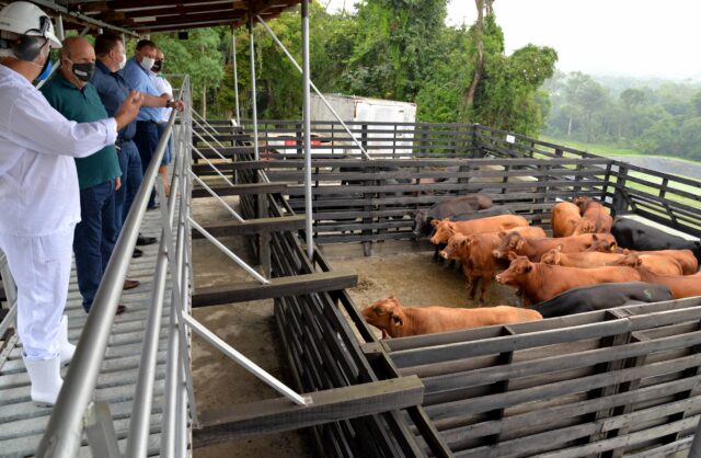 Brasil amplia exportações de carnes para África do Sul. Novas habilitações autorizam 28 frigoríficos a embarcar carnes bovina, suína, equina e de aves.