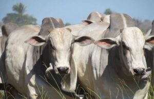 Declarações do Carrefour geram reação do governo brasileiro Governo brasileiro reage às críticas do Carrefour na França, defendendo a qualidade e sanidade da pecuária nacional.