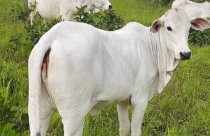 Abates de bovinos em Mato Grosso registram terceira queda consecutiva Em outubro, os abates de bovinos em Mato Grosso caíram pelo terceiro mês consecutivo. Veja como a seca e queimadas afetaram o setor.