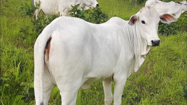 novilhanelore Em outubro, os abates de bovinos em Mato Grosso caíram pelo terceiro mês consecutivo. Veja como a seca e queimadas afetaram o setor.