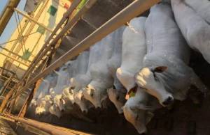 Redução nas escalas de abate em Mato Grosso reflete forte demanda Escalas de abate em Mato Grosso atingem menor média desde 2021 devido à forte procura por carne bovina.