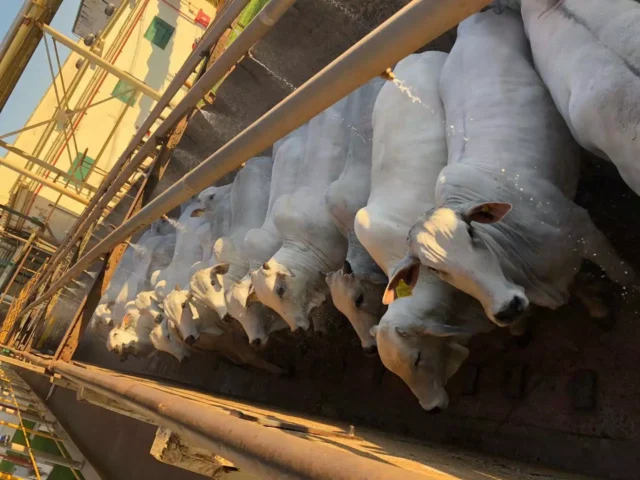 novilhas-para-o-abate-no-frigorifico-banho-2 Escalas de abate em Mato Grosso atingem menor média desde 2021 devido à forte procura por carne bovina.