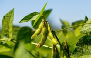 Técnicas Modernas Aumentam a Produtividade da Soja Tecnologia e manejo nutricional são a chave para bater recordes de produtividade na soja. Conheça as práticas que fazem a diferença.