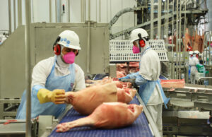 Paraná é Destaque Nacional no Setor de Suinocultura O Paraná lidera no aumento de empregos formais em frigoríficos de suínos em 2023, com crescimento de 17% no setor de suinocultura.