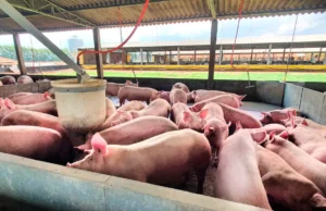 Brasil registra recorde de receita com exportações de carne suína Filipinas superam China como maior importador de carne suína brasileira em 2024. Santa Catarina lidera as exportações nacionais.