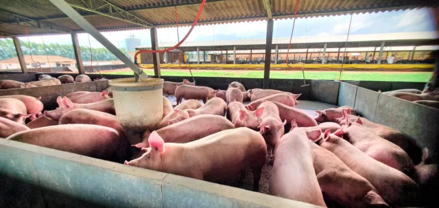 suinos_aglean Filipinas superam China como maior importador de carne suína brasileira em 2024. Santa Catarina lidera as exportações nacionais.