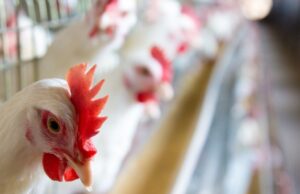 Problemas estruturais por crescimento acelerado geram perdas de mais de US$ 100 milhões anuais nos Estados Unidos