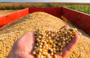 Menor demanda pela soja, clima e expectativas de safra recorde seguem pressionando as cotações