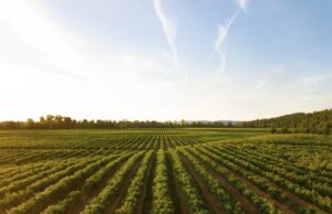 PIB da agropecuária cai 0,9% no 3º trimestre ante 2º trimestre, aponta IBGE