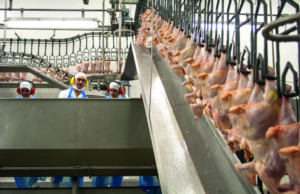 Abertura do mercado da Bósnia e Herzegovina gera oportunidades para exportadores de carne de frango do Brasil