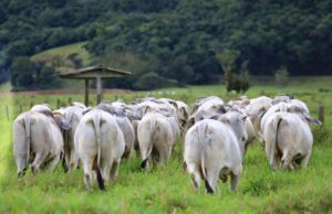 Minerva suspende abates em frigorífico goiano em reação à disparada do boi
