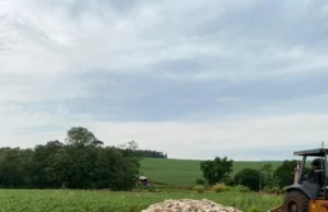 Mais de 40 mil frangos morrem por falta de energia no interior do Paraná