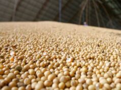 Agronegócio Afeta Resultado do Banco do Brasil em 2024