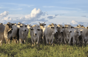 Vietnã abre mercado para peles salgadas de bovinos do Brasil