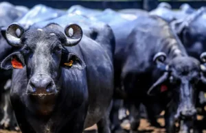 Fazendeiro é condenado por abandono de búfalas