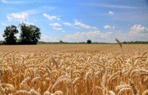 Produção da safra brasileira caiu 7,2% em 2024, estima IBGE