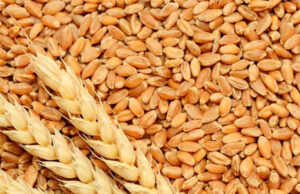 Argentina Pode Ter Sua Melhor Safra Agrícola em Seis Anos