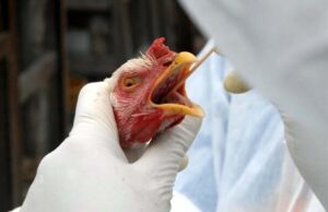 Risco de gripe aviária continua baixo após primeira morte humana nos EUA, Diz OMS