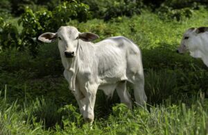 Categoria de animais jovens representa 37,3% dos abates totais em MT, um recorde