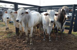 Exportações brasileiras de carne bovina in natura se mantêm aquecidas, aponta Secex