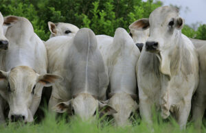 “Mercado do boi gordo está comprador, com todas as praças reportando altas na arroba”, diz Scot