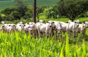 Preço do boi gordo segue sustentado pelas exportações, diz Agrifatto