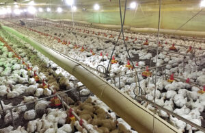 Poder de compra dos avicultores de postura inicia 2025 em queda