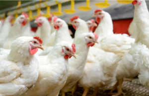 Gripe aviária: Confirmação de caso suspende venda de aves em parte dos EUA