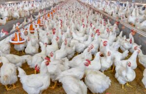 Suínos e aves respondem por metade do VBP de Santa Catarina