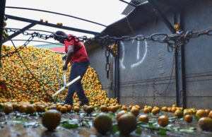 Exportações de frutas do Paraná crescem 33% e chegam a US$ 14 milhões em 2024