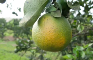 Operação de guerra tenta salvar produção de citros no Paraná