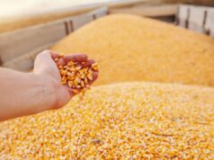 Economia brasileira cresce 3,4% em 2024, maior alta desde 2021