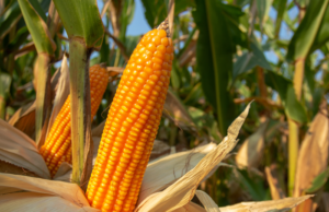 Milho se torna pilar estratégico do agronegócio