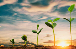 Paraná terá maior crescimento da produção agrícola entre estados do Sul e Sudeste em 2025