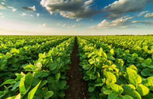 Mais de 70% das lavouras de soja do MS apresentam boas condições de desenvolvimento