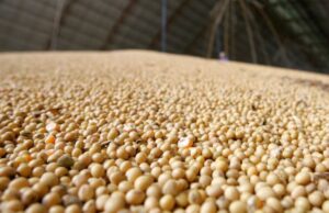 China suspende compra de soja de 5 exportadoras brasileiras