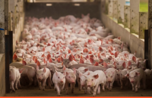 Exportações de carne suína crescem 10% e registram recorde em 2024