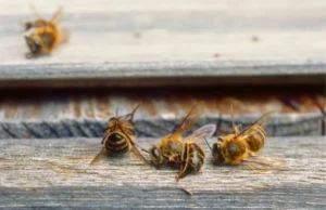 Morte em Massa de Abelhas Causa Prejuízo de US$ 139 Mi Aos Produtores da Califórnia