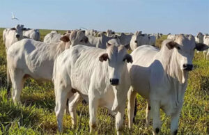 Preço do boi gordo de MT sobe 50,4% em jan/25 sobre jan/24, informa Imea