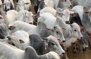 Boi gordo: estabilidade nos preços se mantém, mas “fantasma” ressurge nas praças brasileiras